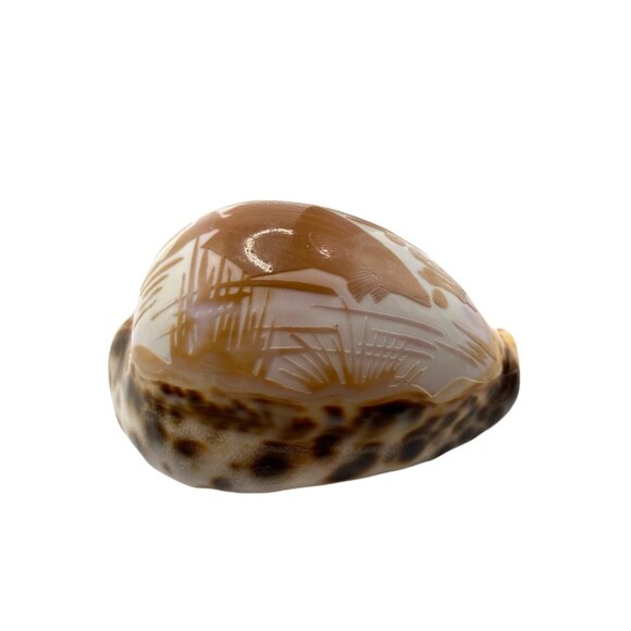 Hand-Carved Cowrie Shell With Fish Design Ocean Water Sea Life Decor Nautical - Picture 7 of 11